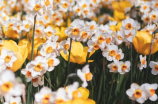 春风的拼音——探讨春季文学中的意象之美