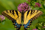 黑蝴蝶：美丽的迷彩色翅膀