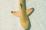 皱鳃鲨(神秘的皱鳃鲨)