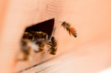中国蜜蜂酿蜜之研究发现：蜜蜂会制造抗生素