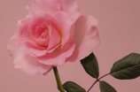 玫瑰代表什么意思(玫瑰花代表着爱情、美丽与感情【玫瑰代表什么意思】)