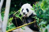中国有几只大熊猫(来了解一下：中国有几只大熊猫)