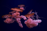 神秘生物解密：寿命达百年的海月水母