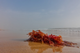 海藻泥(海藻泥面膜长期使用的功效你了解吗？)
