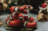 惊！这十大最诡异的蛇竟然存在？！